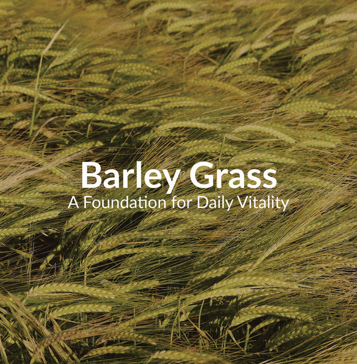 Barley Grass: A Foundation for Daily Vitality