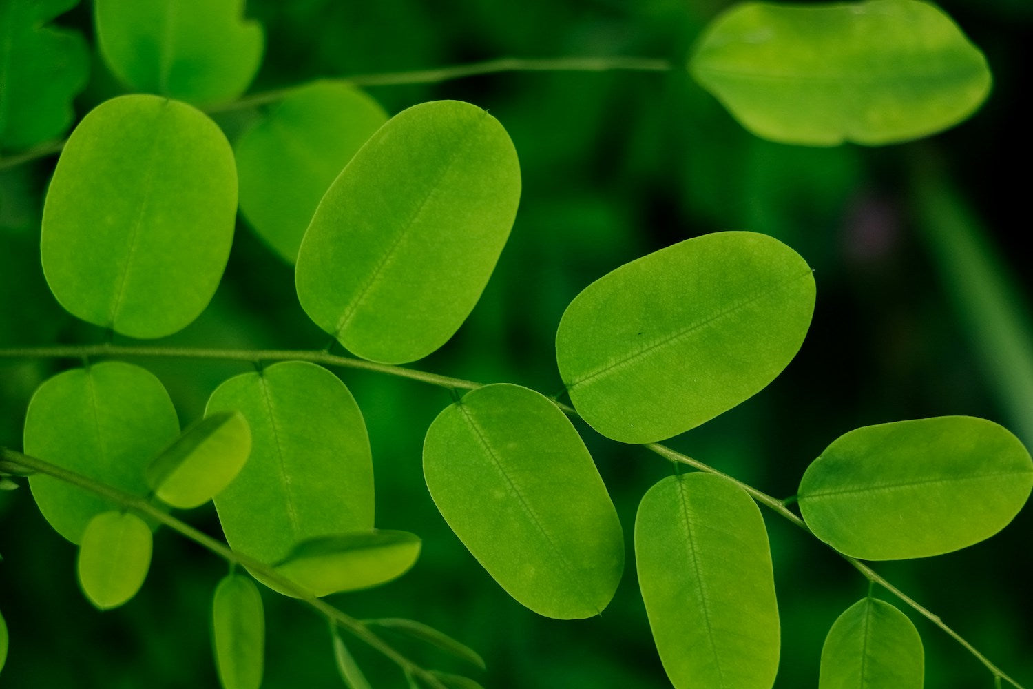 Moringa – The Miracle Tree